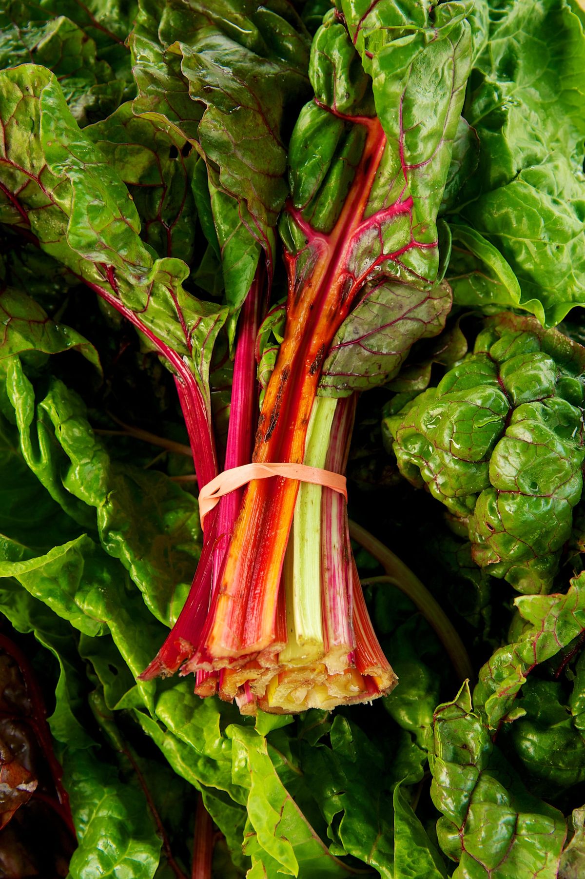 Swiss Chard (Bunch)